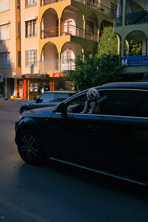 Dog in Antalya